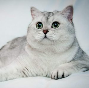 Секрет природного обаяния породы кошек шотландская шиншилла: полное описание питомцев