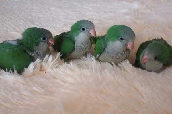 птенцы квакеров калита