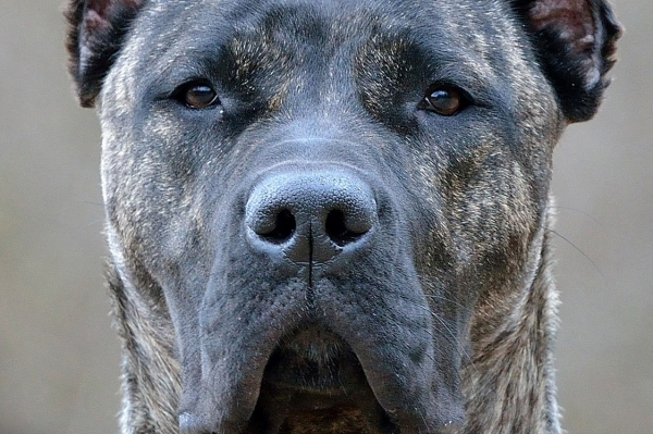 Морда преса канарио