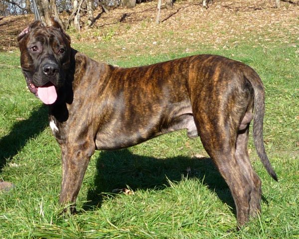 Канарский дог сбоку