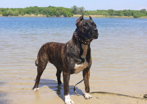 Тигровый канарский дог