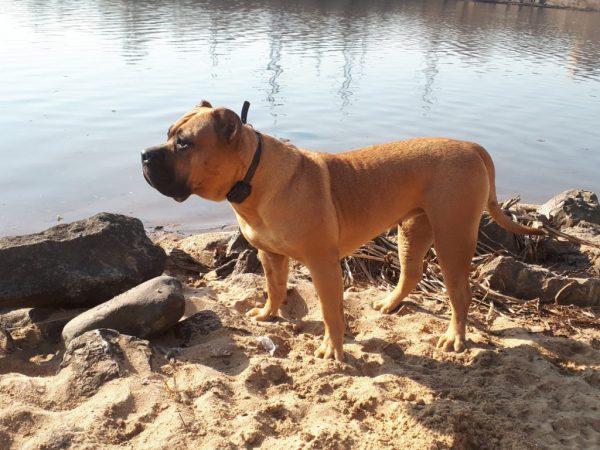 Песочный канарский дог