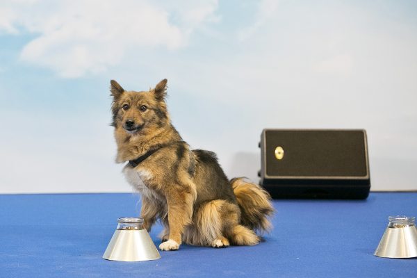 Тренировка шалайки