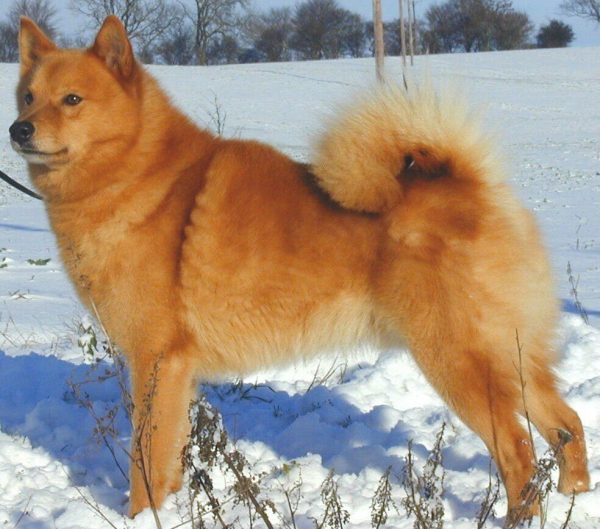 Карело-финская лайка