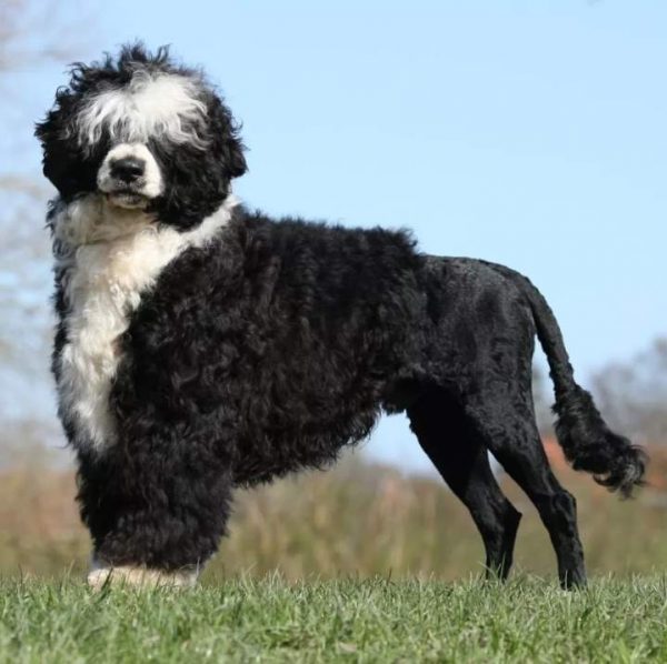 Португальская водяная собака