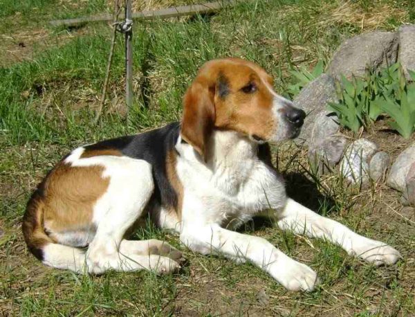 Русская собака