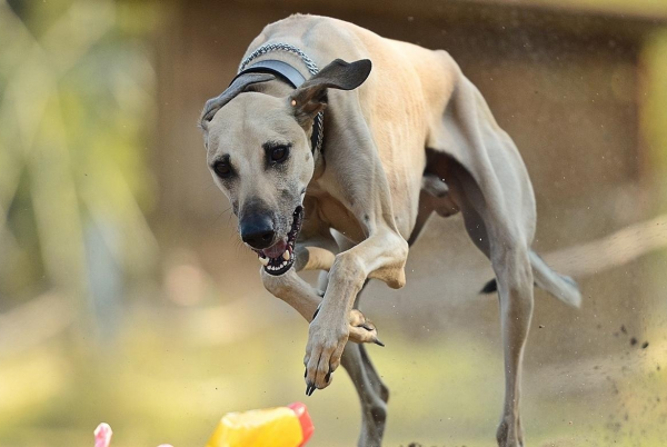 Хортайская борзая бежит