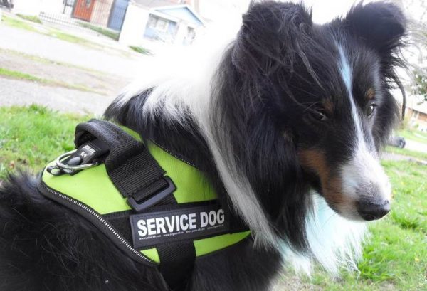 Колли-проводник