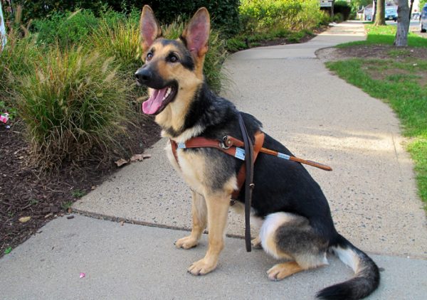 Немецкая овчарка