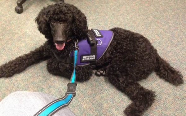 Пудель-проводник