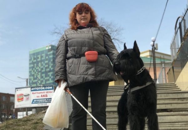 Ризеншнауцер-поводырь