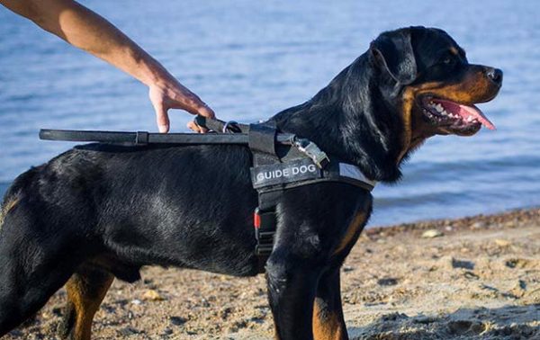 Ротвейлер-проводник