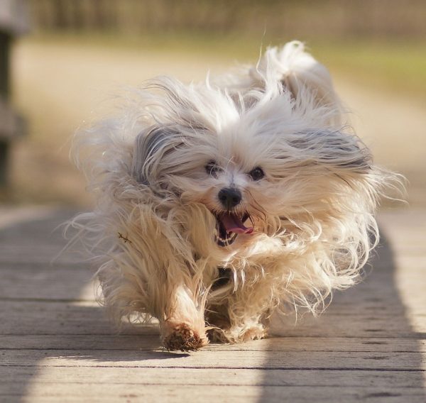 Гаванезе в движении