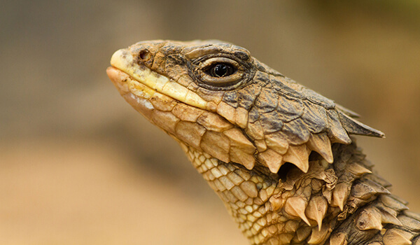 Фото: Гигантский поясохвост