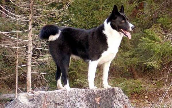 Редкие породы собак-Описание-названия-видов-и-изображения-редких-пород-собак-14