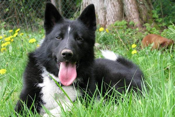 Редкие породы собак-Описание-имена-типы-и-изображения-редких-пород-собак-15