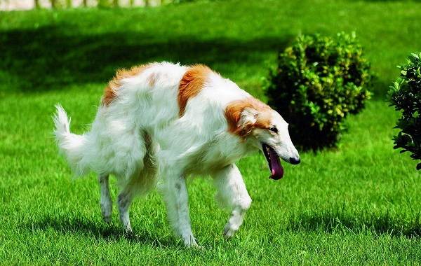 Редкие породы собак-Описание-имена-типы-и-изображения-редких-пород-собак-18