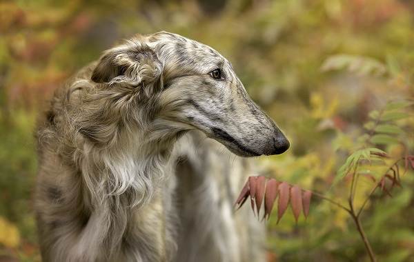 Редкие породы собак-Описание-имена-типы-и-изображения-редких-пород-собак-19