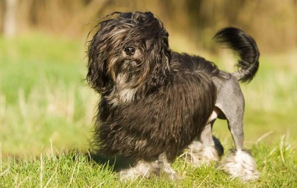 Редкие породы собак-Описание-имена-типы-и-изображения-редких-пород-собак-28