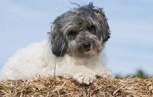 Редкие породы собак-Описание-имена-типы-и-изображения-редких-пород-собак-29
