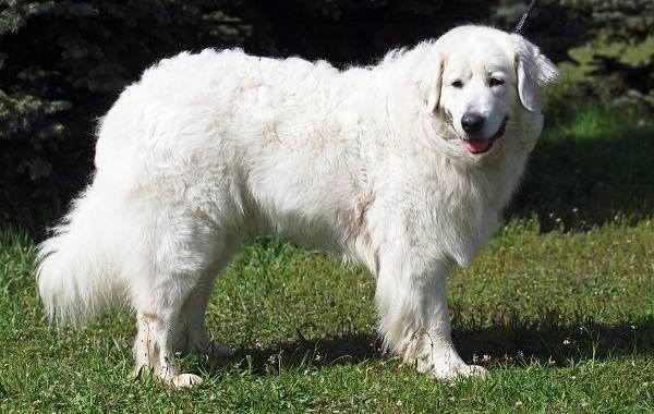 Редкие породы собак-Описание-имена-типы-и-изображения-редких-пород-собак-36