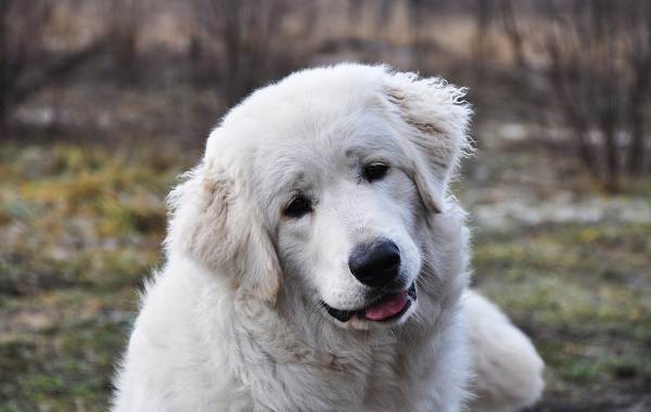 Редкие породы собак-Описание-имена-типы-и-изображения-редких-пород-собак-37