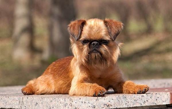 Редкие породы собак-Описание-имена-типы-и-изображения-редких-пород-собак-7