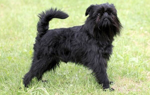 Редкие породы собак-Описание-имена-типы-и-изображения-редких-пород-8