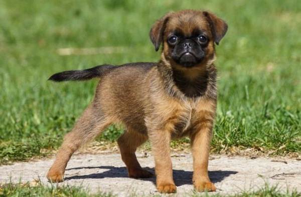 Редкие породы собак-Описание-имена-типы-и-изображения-редких-пород-собак-9