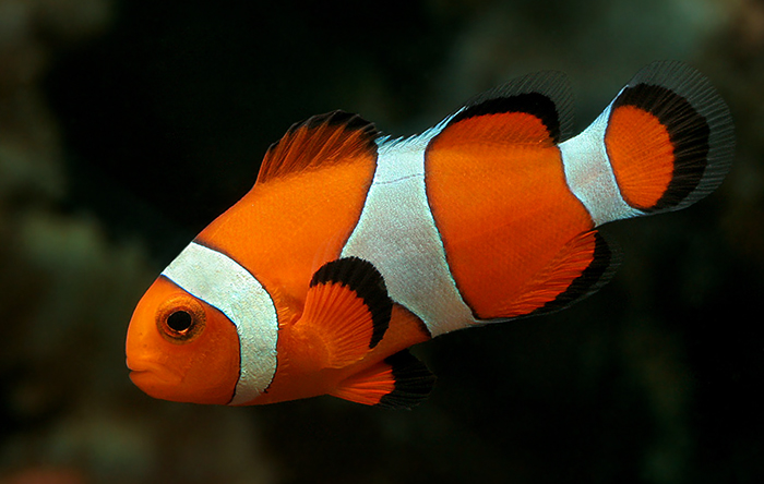 Рыбка-клоун