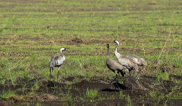 Фото: Семейство обыкновенных журавлей