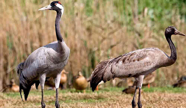 Фото: Серый журавль