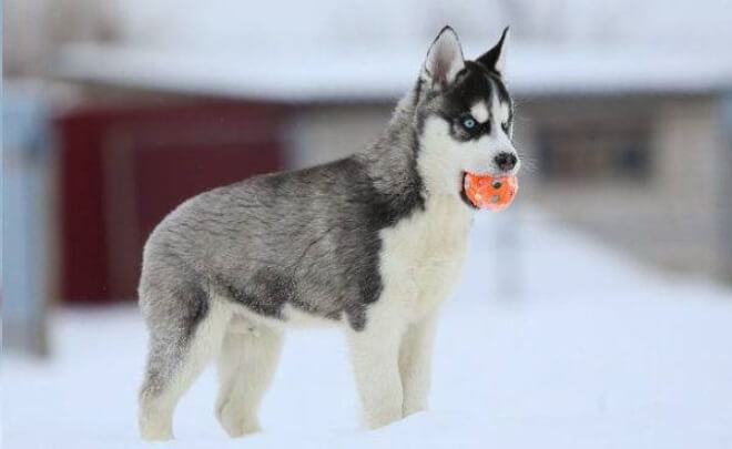 щенки хаски