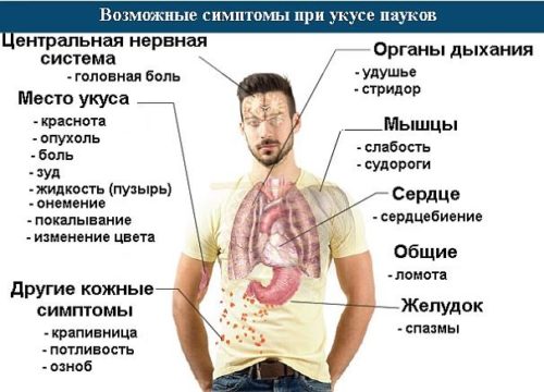 simptomy_ukusa_pauka