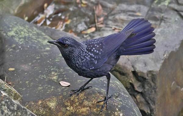 Синяя-птица-Описание-особенности-вид-образ жизни-и-среда обитания-синей-птицы-10