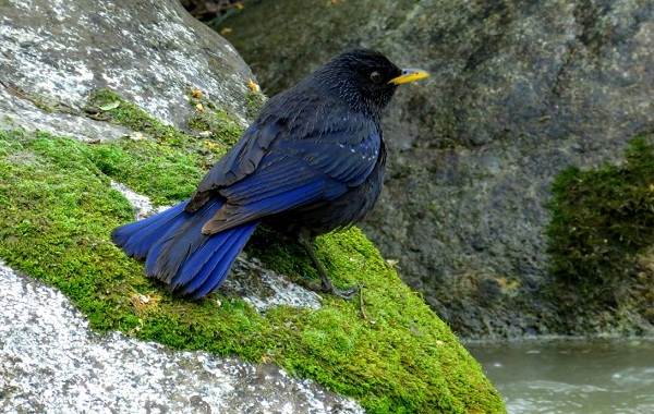 Синяя-птица-Описание-особенности-вид-образ жизни-и-среда обитания-синей-птицы-3