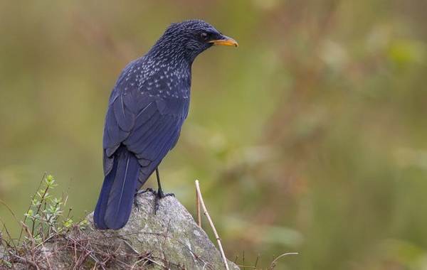 Синяя-птица-Описание-особенности-вид-образ жизни-и-среда обитания-синей-птицы-4