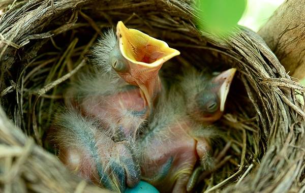 Синяя-птица-Описание-особенности-вид-образ жизни-и-среда обитания-синей-птицы-9
