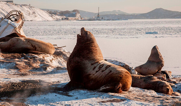 Фото: Сивуч в природе