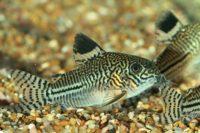 Коридорас леопардовый