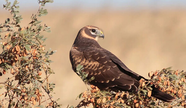 Фото: Степной лунь в России