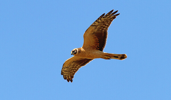 Фото: Степной лунь в полете