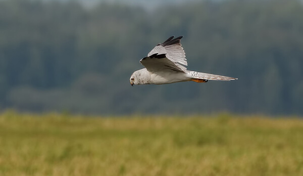 Фото: Птица степной лунь