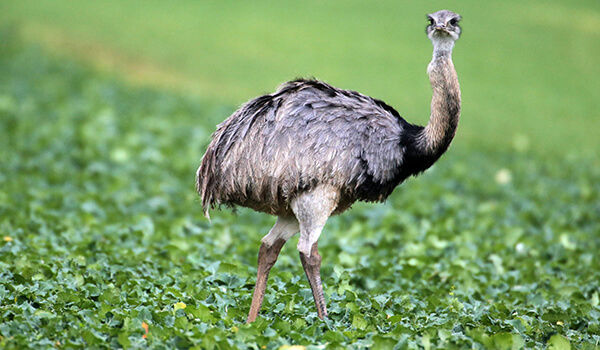 Фото: Как выглядит нанду