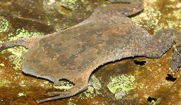 Фото: Суринам Пипа Падде