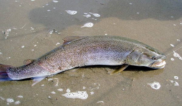 Фото: Большой таймень