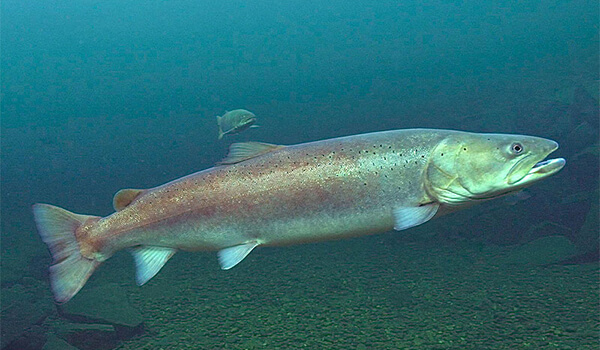 Фото: Как выглядит таймень