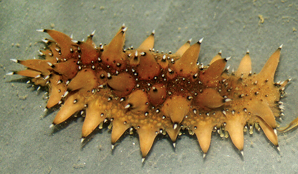 Фото: Морской трепанг