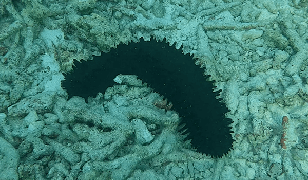 Фото: Приморский трепанг