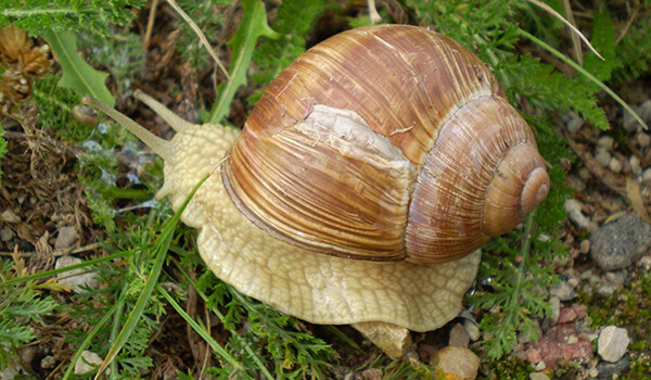 Фото: Виноградная улитка в Беларуси